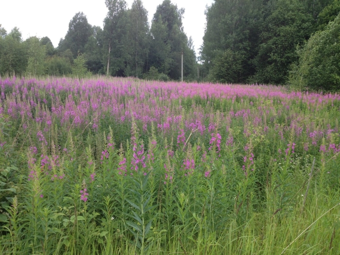 Поле иван чая