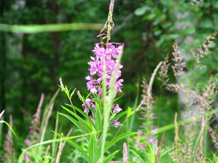 Кипрей дербенник