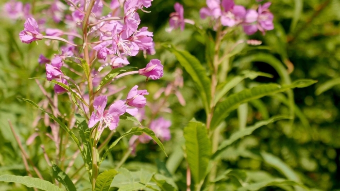 Кипрей узколистный иван чай