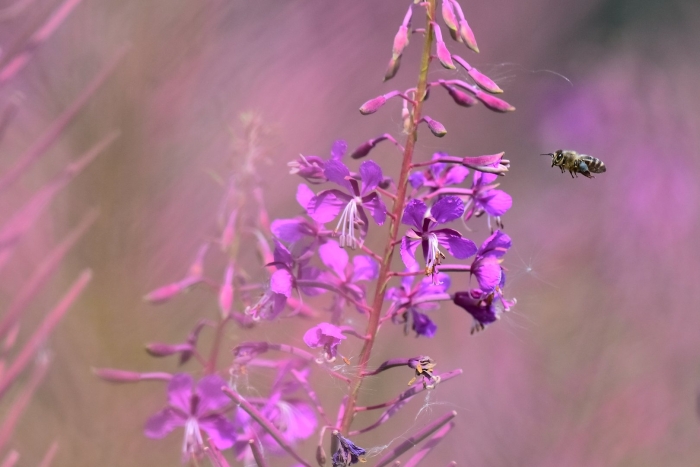 Иван чай медонос