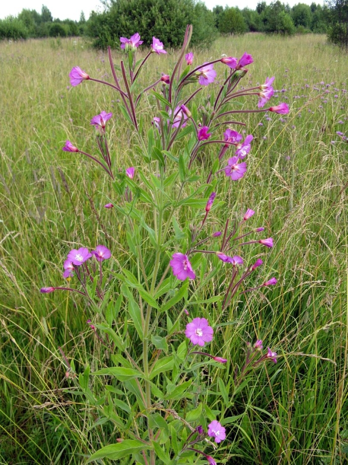 Кипрей волосистый epilobium hirsutum