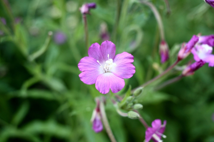 Кипрей волосистый epilobium hirsutum
