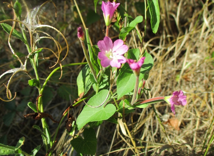 Epilobium hirsutum саженцы