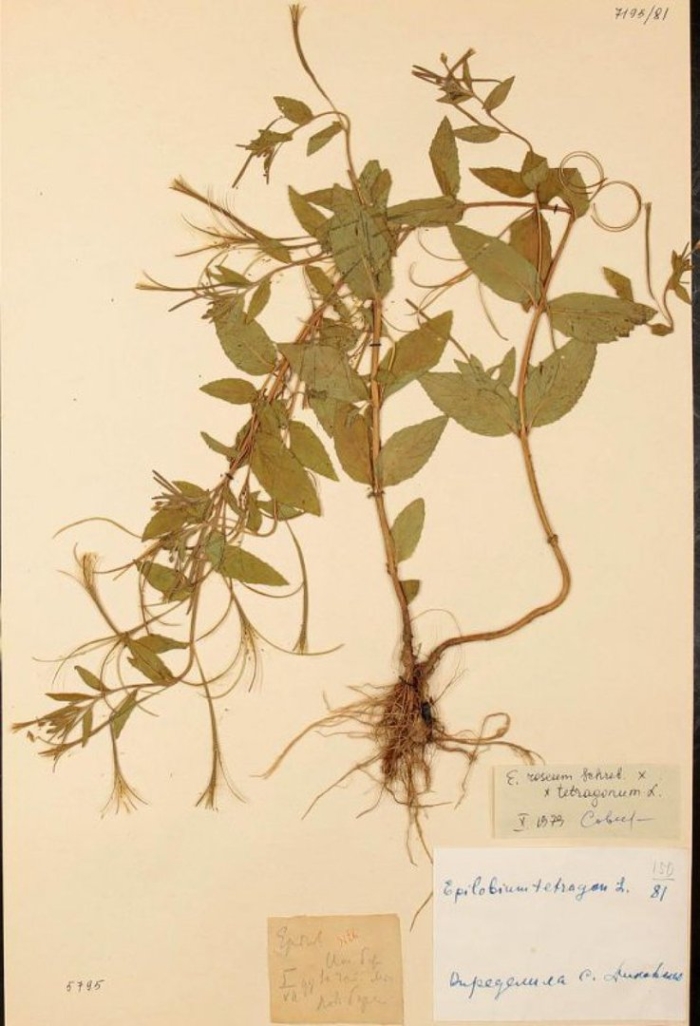 Bidens cernua гербарий