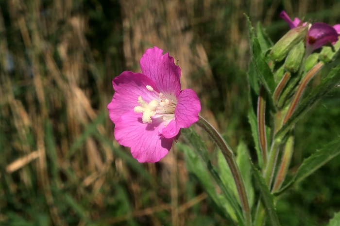 Кипрей волосистый epilobium hirsutum