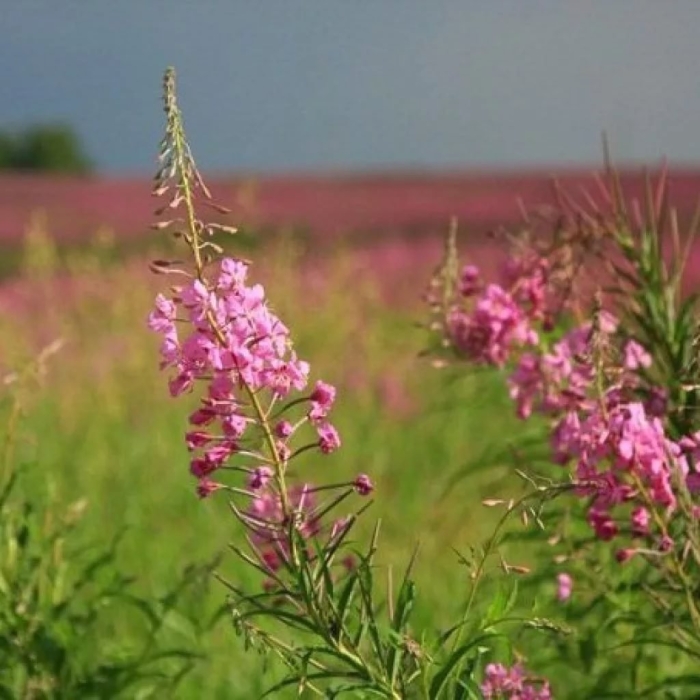 Кипрей узколистный