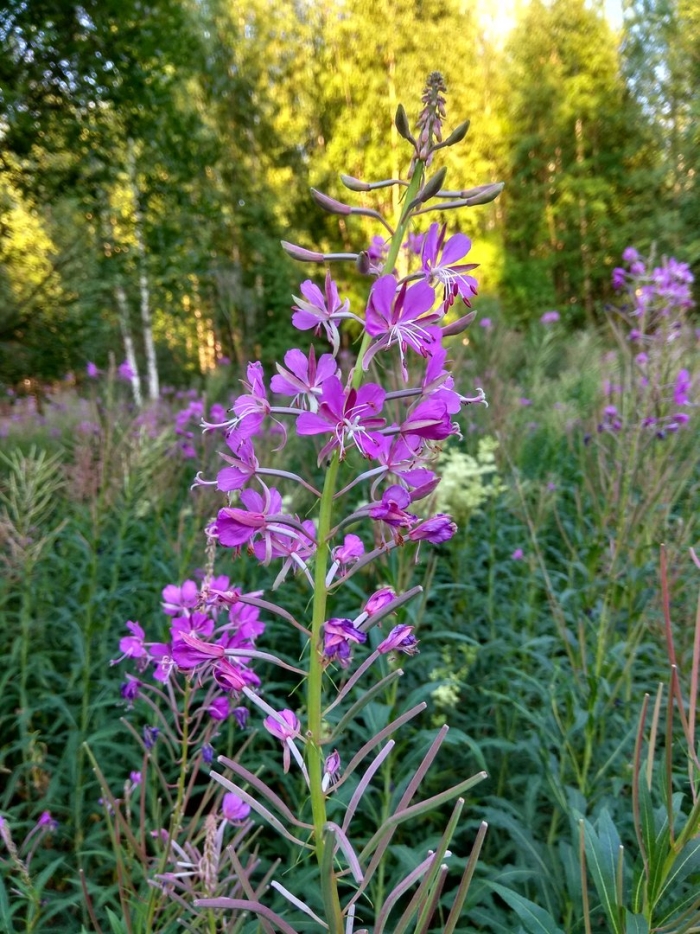 Иван чай кипрей