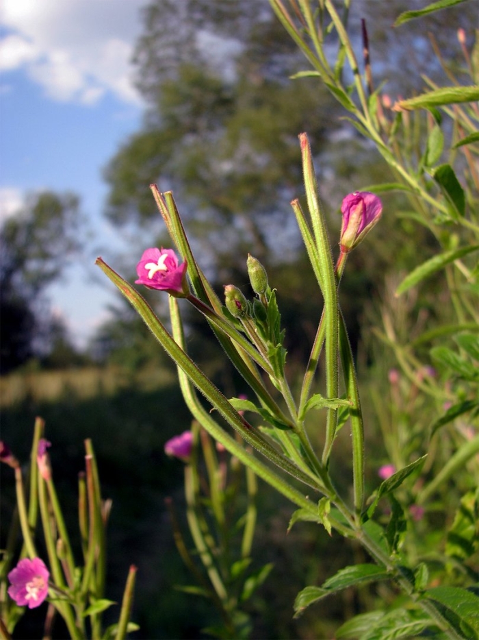 Кипрей мелкоцветковый epilobium parviflorum