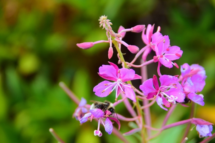 Кипрей мелкоцветный