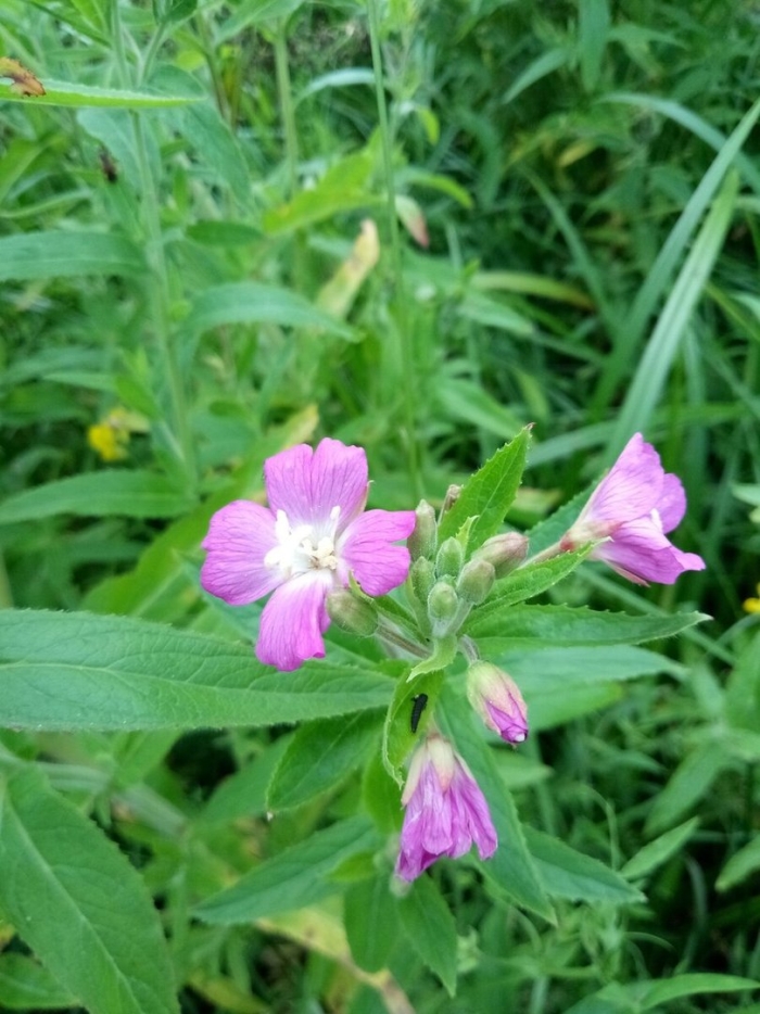 Кипрей мелкоцветковый болотный