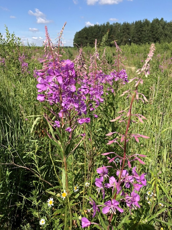 Кипрей узколистный иван чай