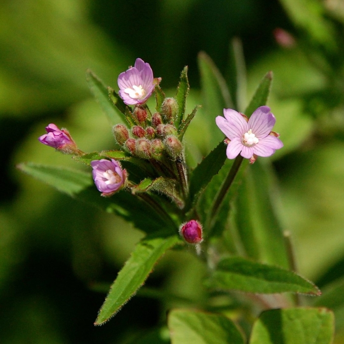 Кипрей мелкоцветковый