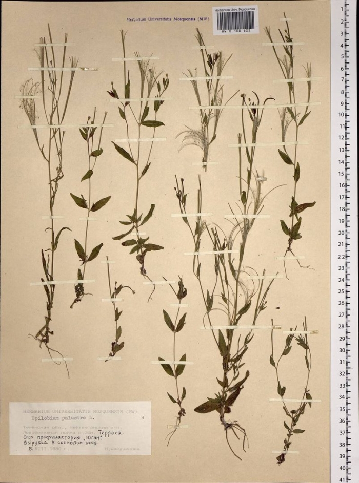 Кипрей болотный (epilobium palustre)