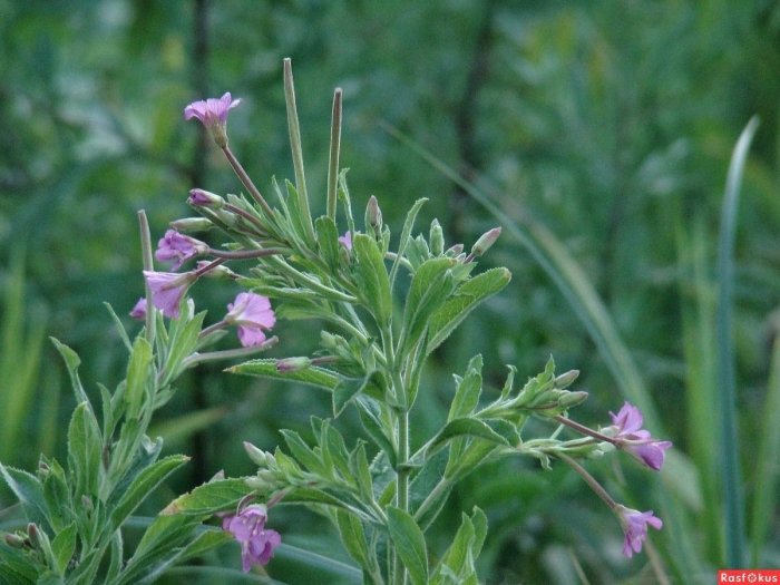 Кипрей волосистый epilobium hirsutum