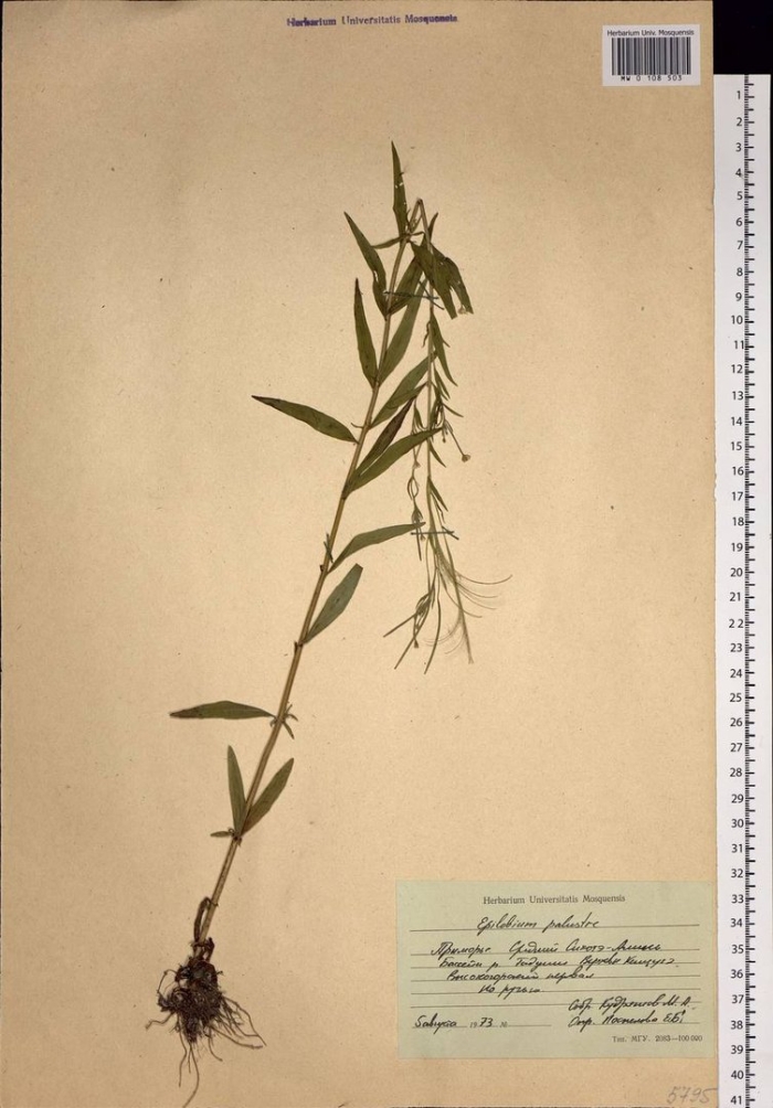 Кипрей мелкоцветковый