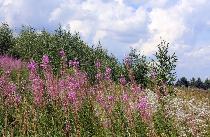 Иван-чай узколистный растения