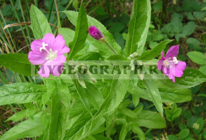 Epilobium hirsutum плантариум