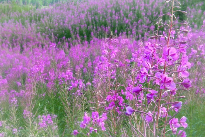 Кипрей узколистный иван чай