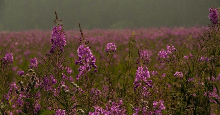 Иван чай узколистный