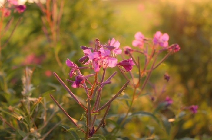 Кипрей розовый