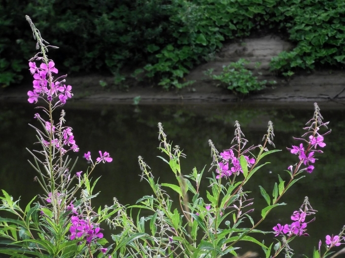 Кипрей иван чай