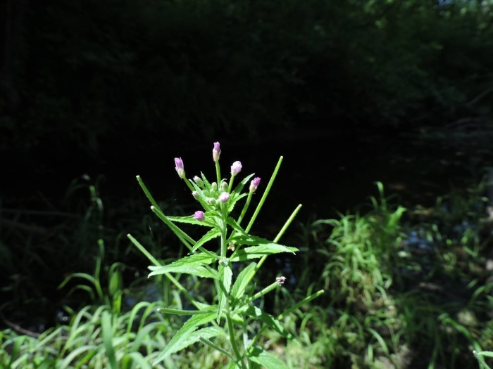 Epilobium parviflorum