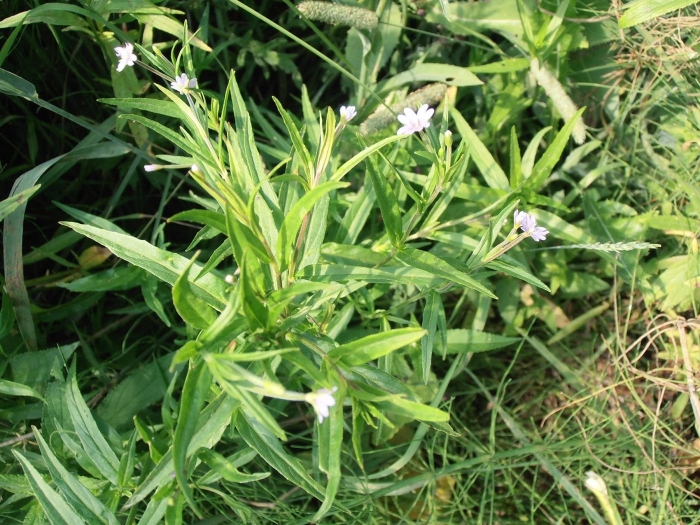 Кипрей железистостебельный (epilobium adenocaulon)