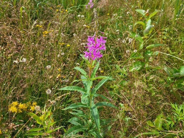 Иван чай кипрей