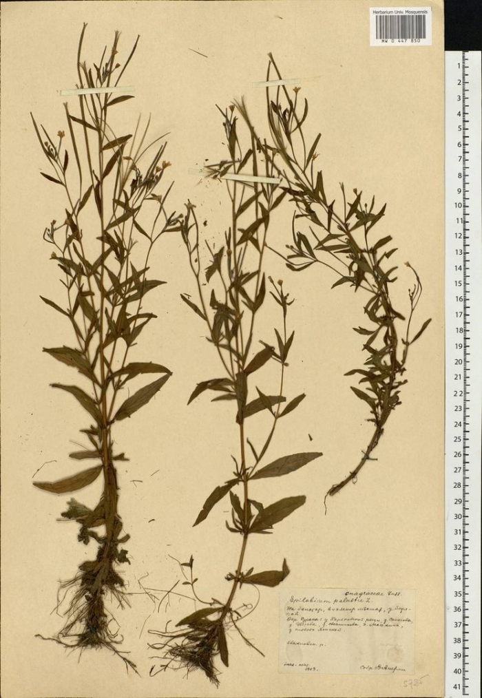 Кипрей ложнокраснеющий