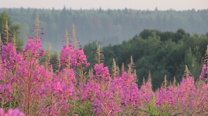 Кипрей железистостебельный