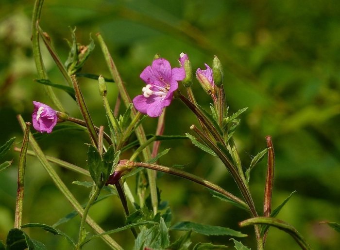 Кипрей волосистый epilobium hirsutum