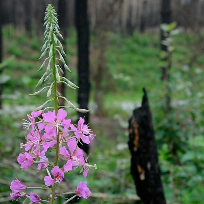 Иван чай узколистный