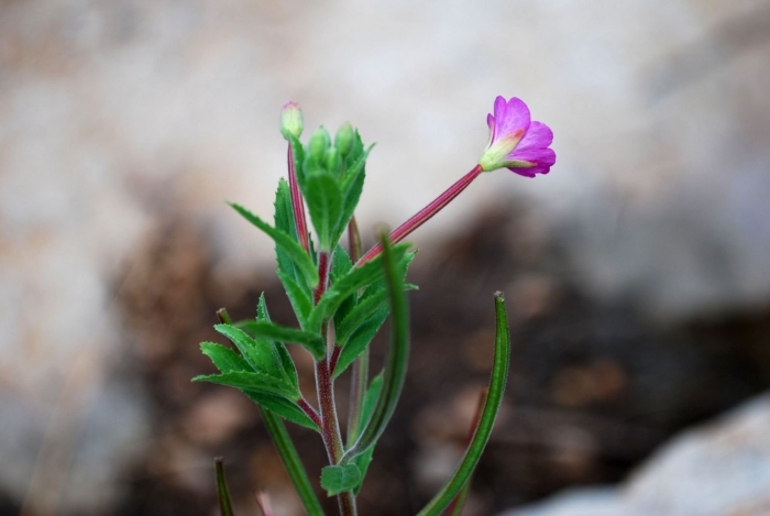 Кипрей мелкоцветковый epilobium parviflorum