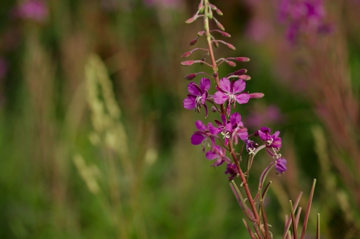 Кипрей цветок