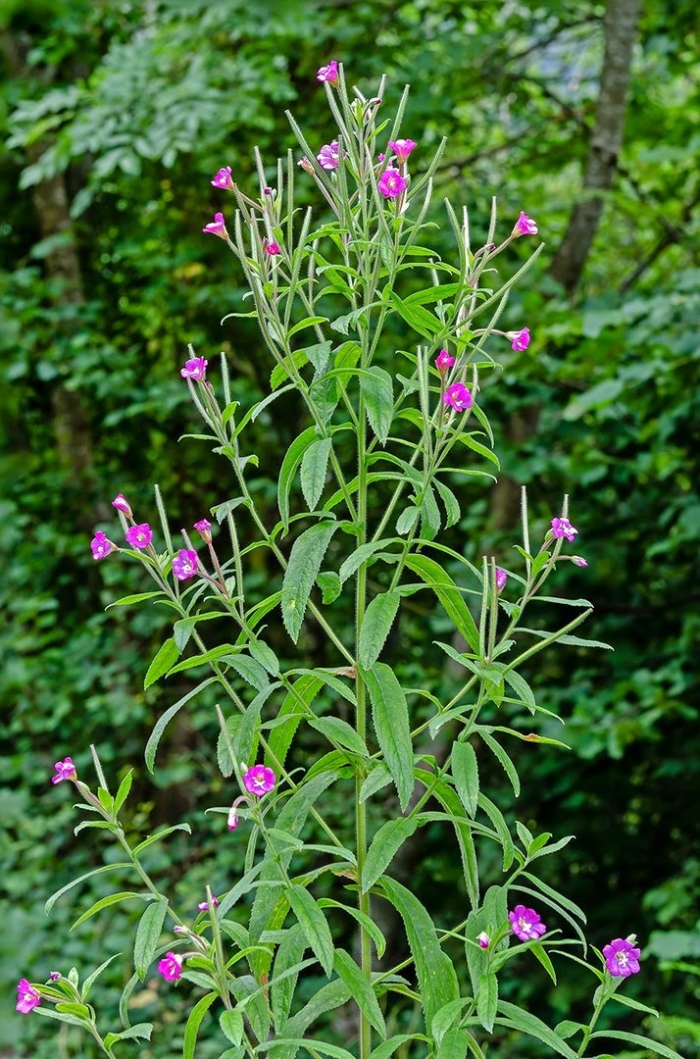 Кипрей волосистый epilobium hirsutum