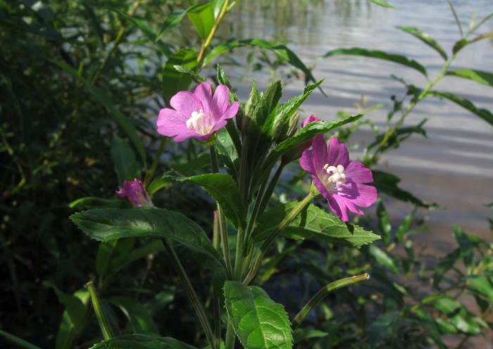 Кипрей волосистый epilobium hirsutum