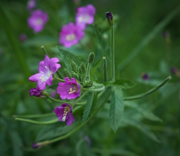 Кипрей волосистый epilobium hirsutum