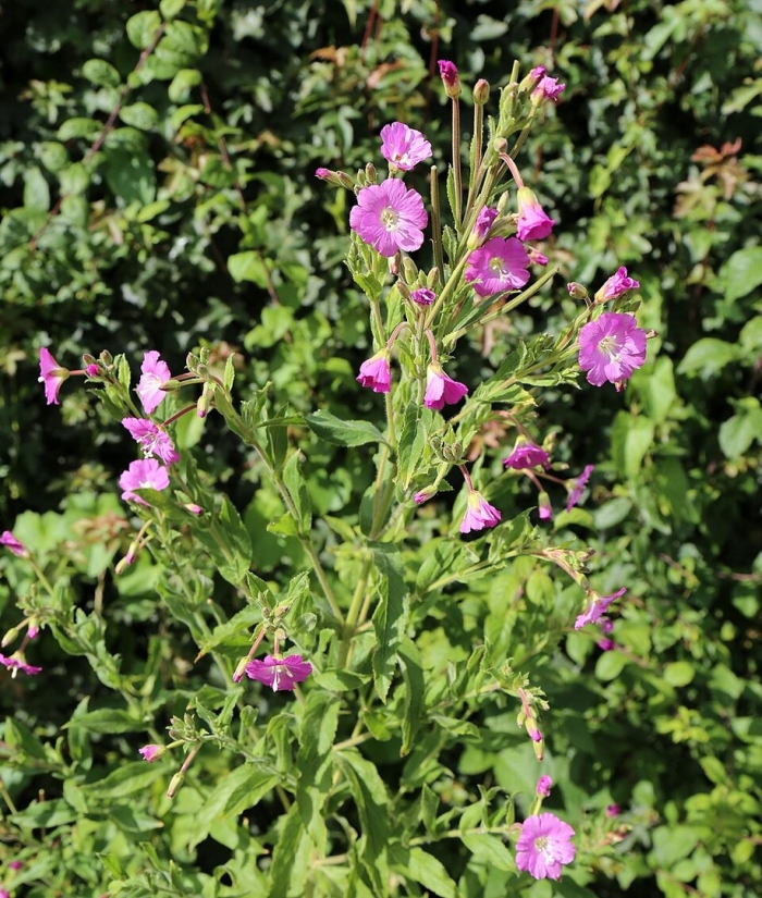 Кипрей волосистый epilobium hirsutum