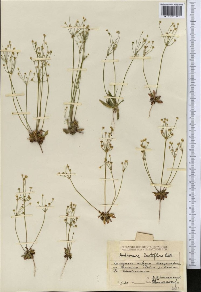 Проломник нитевидный androsace filiformis