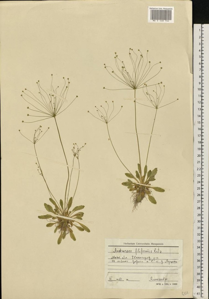 Проломник северный растение