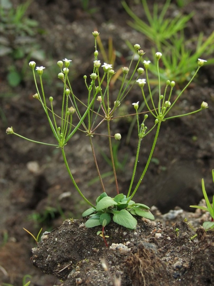 Androsace filiformis