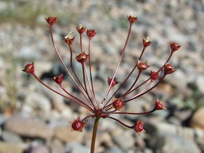 Androsace septentrionalis