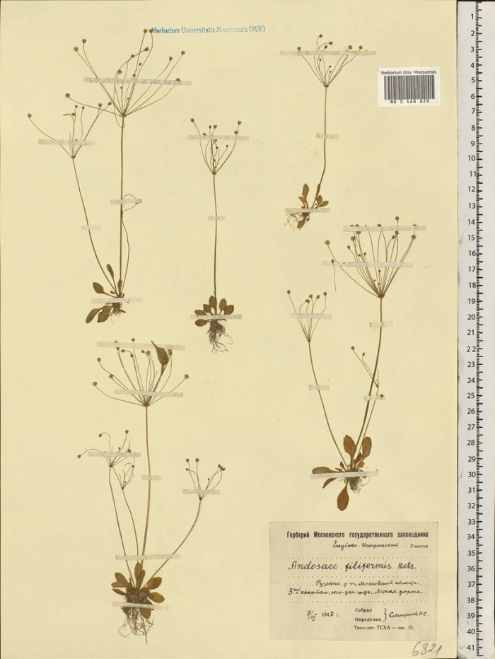 Проломник северный