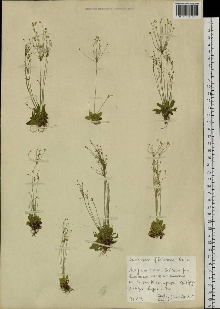 Ситник сплюснутый juncus compressus