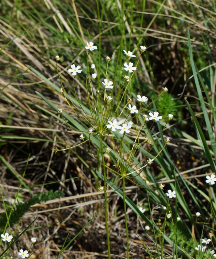 Alisma plantago aquatica