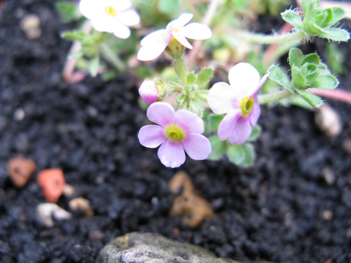 Androsace sempervivoides