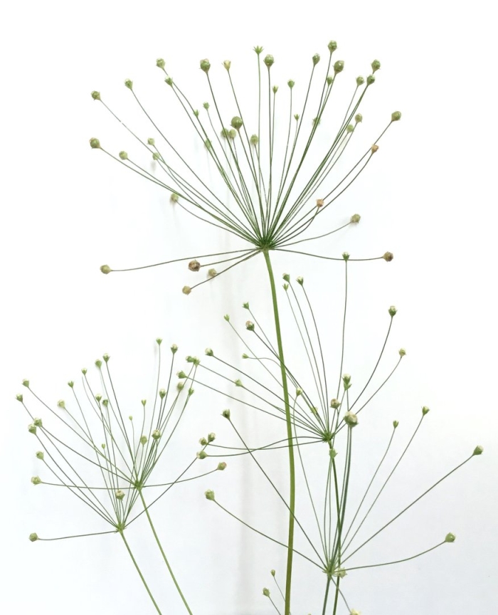 Зонтики укропа