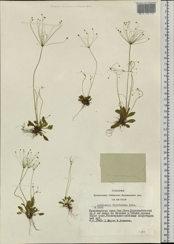 Проломник нитевидный androsace filiformis