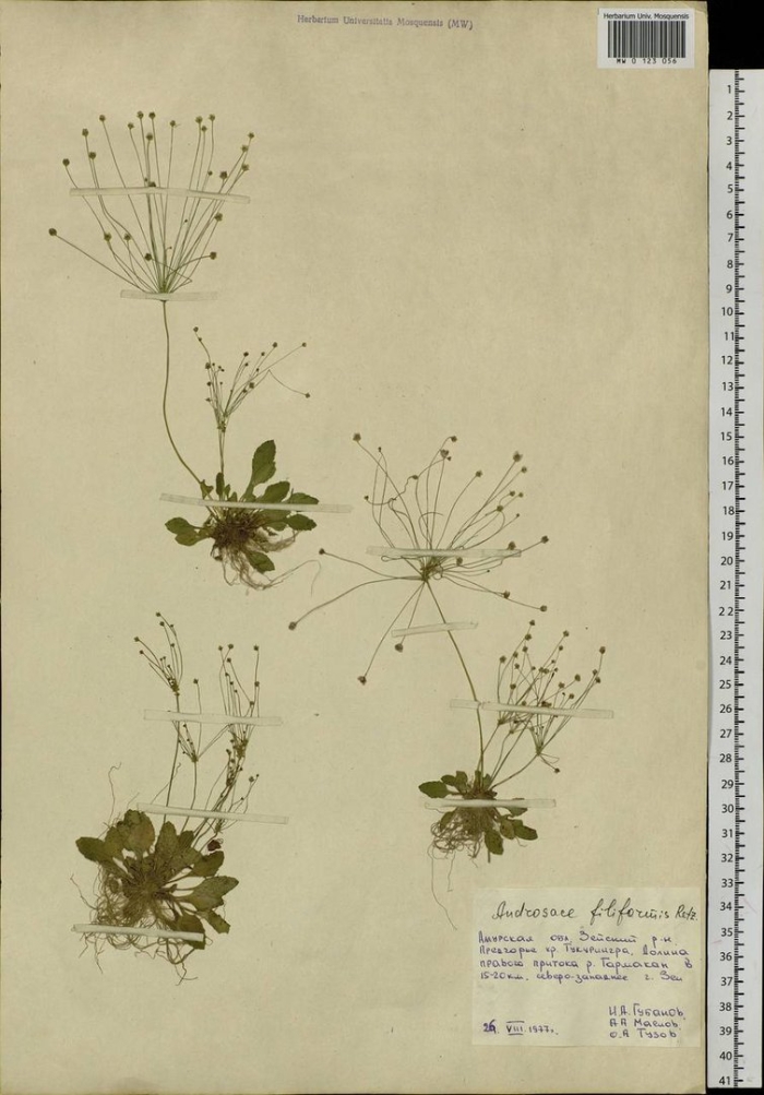 Проломник нитевидный androsace filiformis