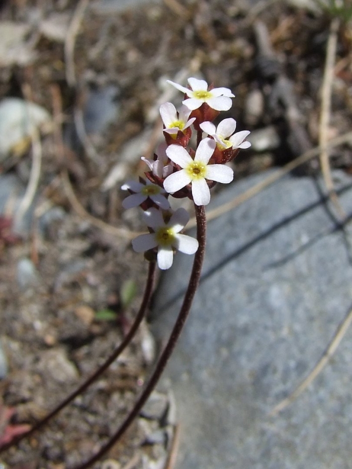 Saxifraga pensylvanica